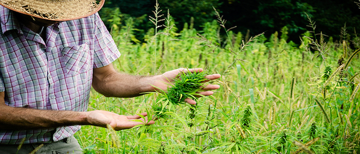 Legalization of hemp In World