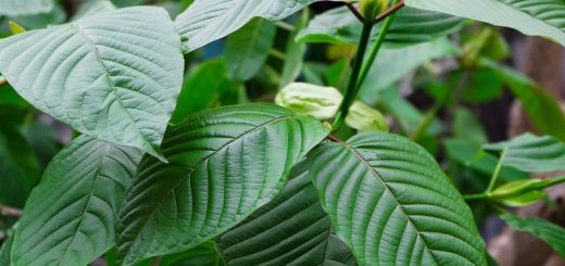 Interesting things about kratom