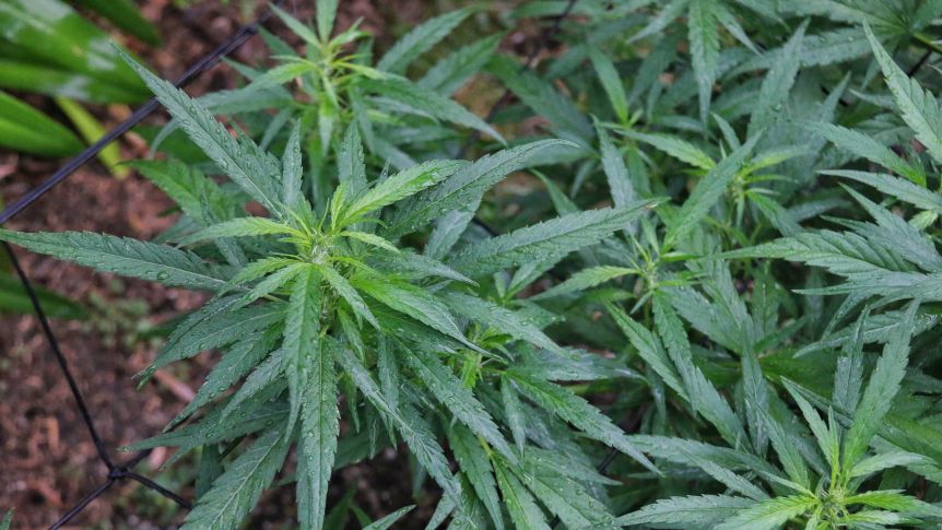 Medical Marijuana can be used effectively to treat growing healthproblems of the individuals
