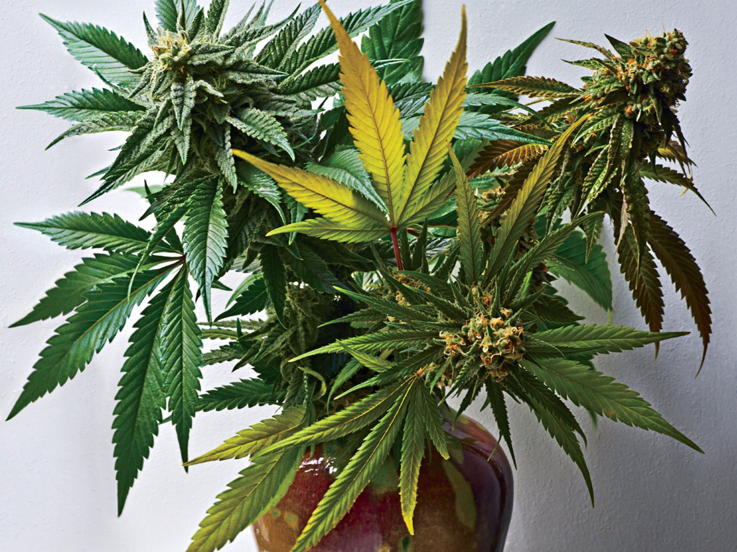 Canadian Weed Metaverse Store