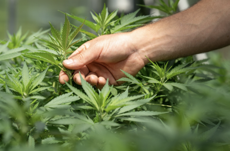 Why You Need To Read More About The Benefits Of Weed And Less About Myths Associated With It
